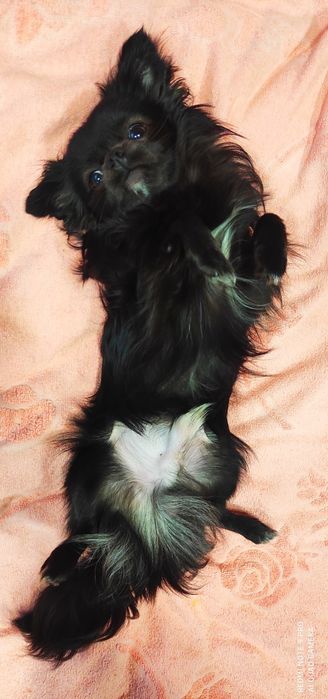 Мини Чихуахуа для вязки ищет даму сердца!