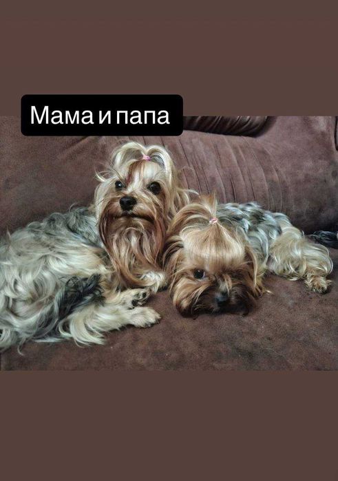 Продам щенков йоркширский терьер,йорк