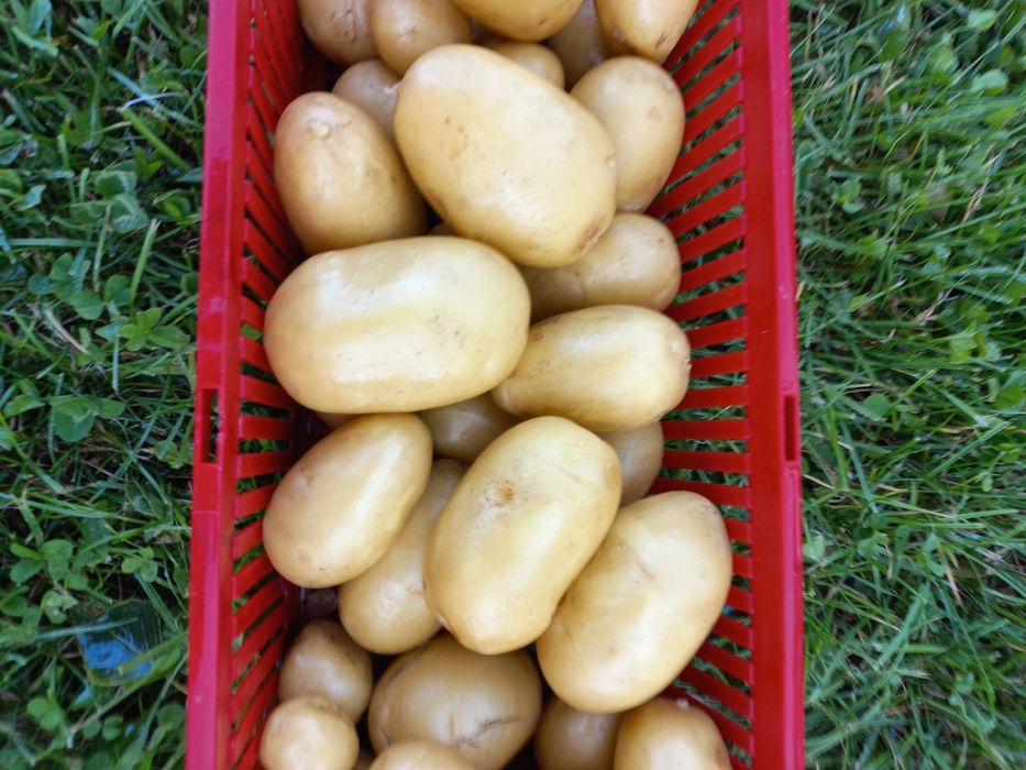 Ziemniaki ekologiczne z certyfikatem 15 kg Queen anne