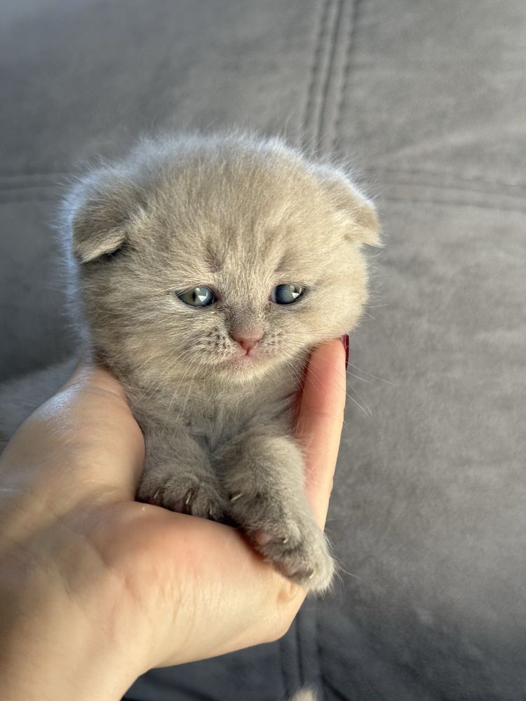 Шотландські висловухі кошенята