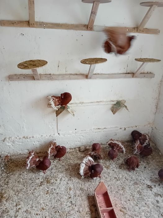 Pawiki na lęcie  likwidacja  tej rasy