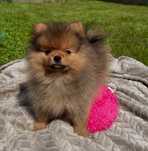 Szpic miniaturowy / pomeranian FCI