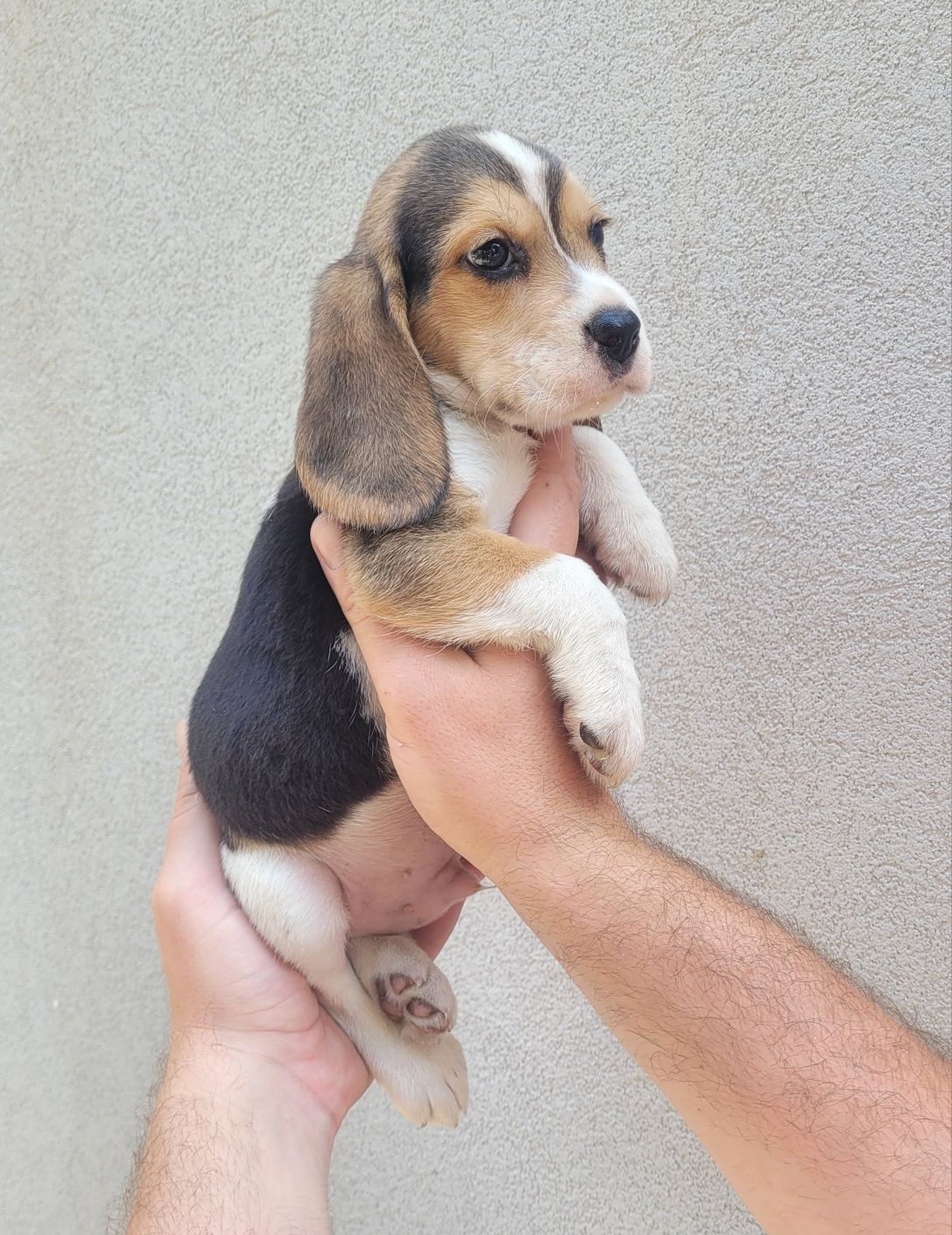 Macho beagle tricolor