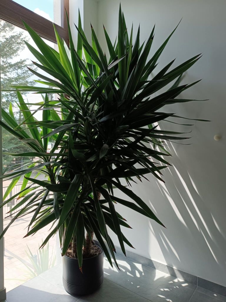 Juka // Jucca domowa 170cm - dwa pnie