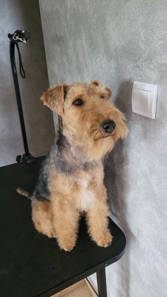 Terier Walijski ZKwP FCI Welsh Terrier szczeniaki