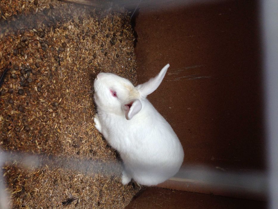 Кроликов породы  Белый Паннон