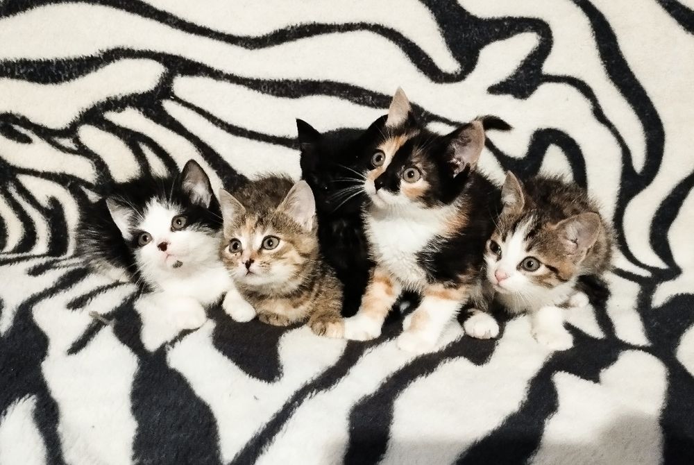 Oddam małe kotki w dobre ręce