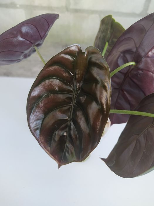 Алоказия Медная Купреа Cuprea Red Secret Сильвер Драгон