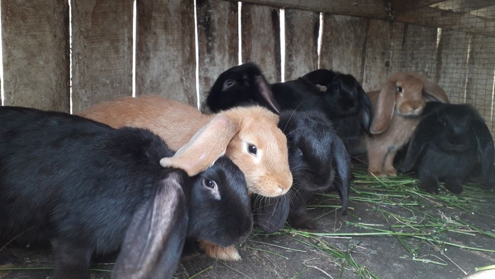 Продам кролів на розвід і тушкою.