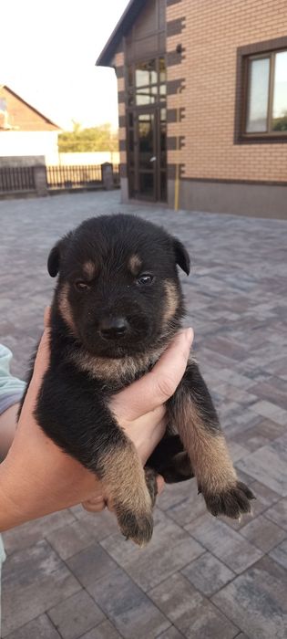 Цуценята німецької вівчарки