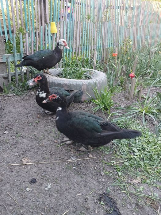Продаються качки