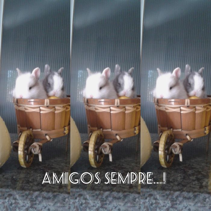 Coelhinhos anões