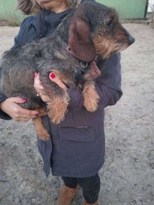 Sprzedam jamnika suka standard