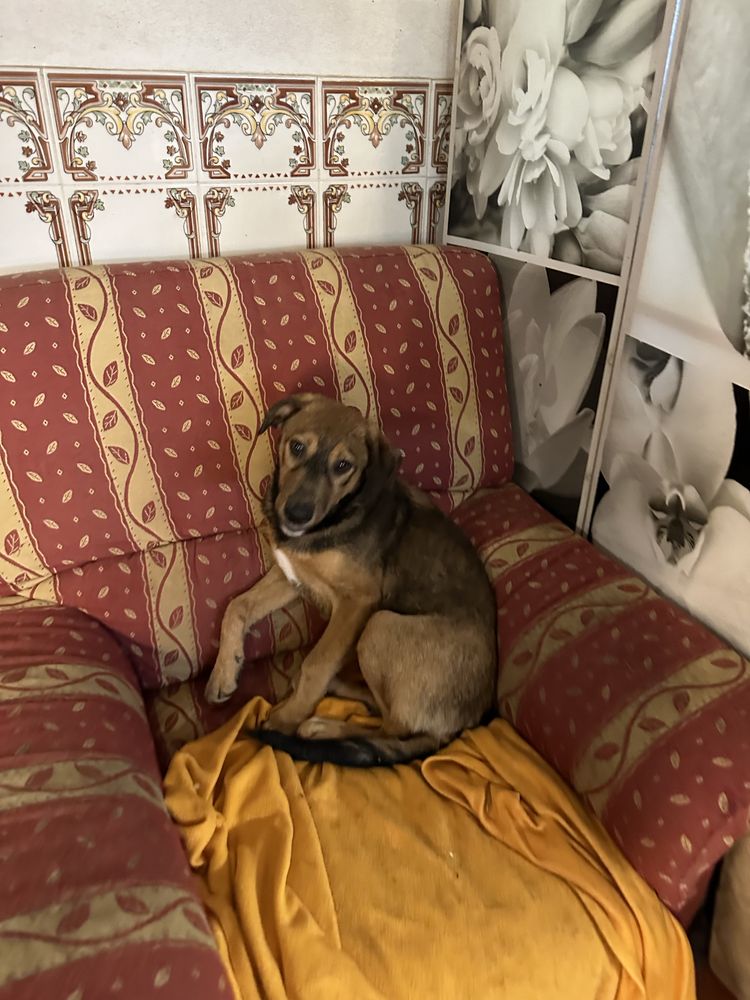 Cão jovem - adoção responsavel