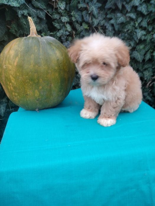 Чудовий подарунок на день святого Миколая