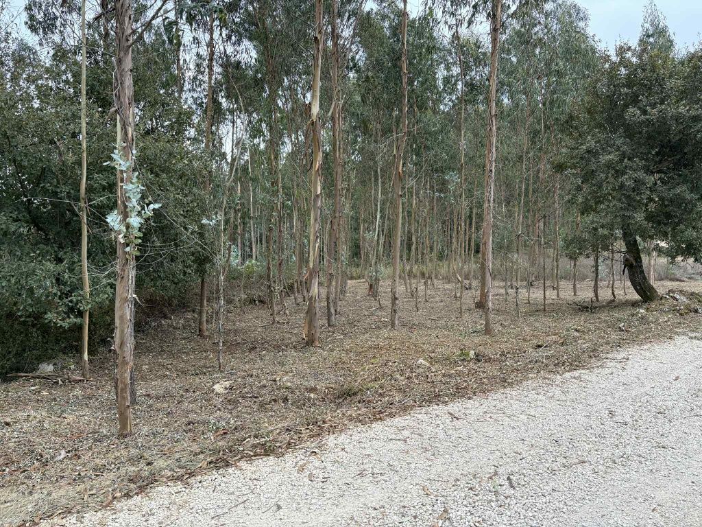 Limpeza terrenos