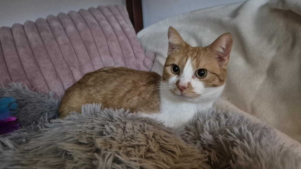Filipek poleca się do adopcji