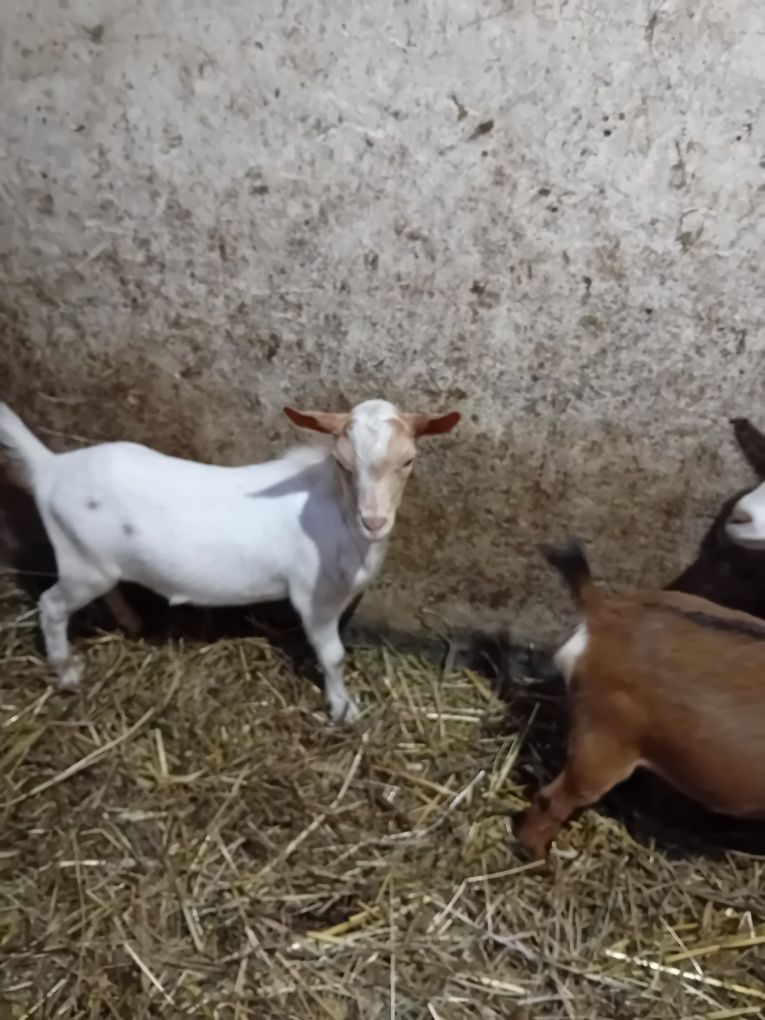 Vendo cabrito anão mocho com 7 meses já reproduz  60 euros