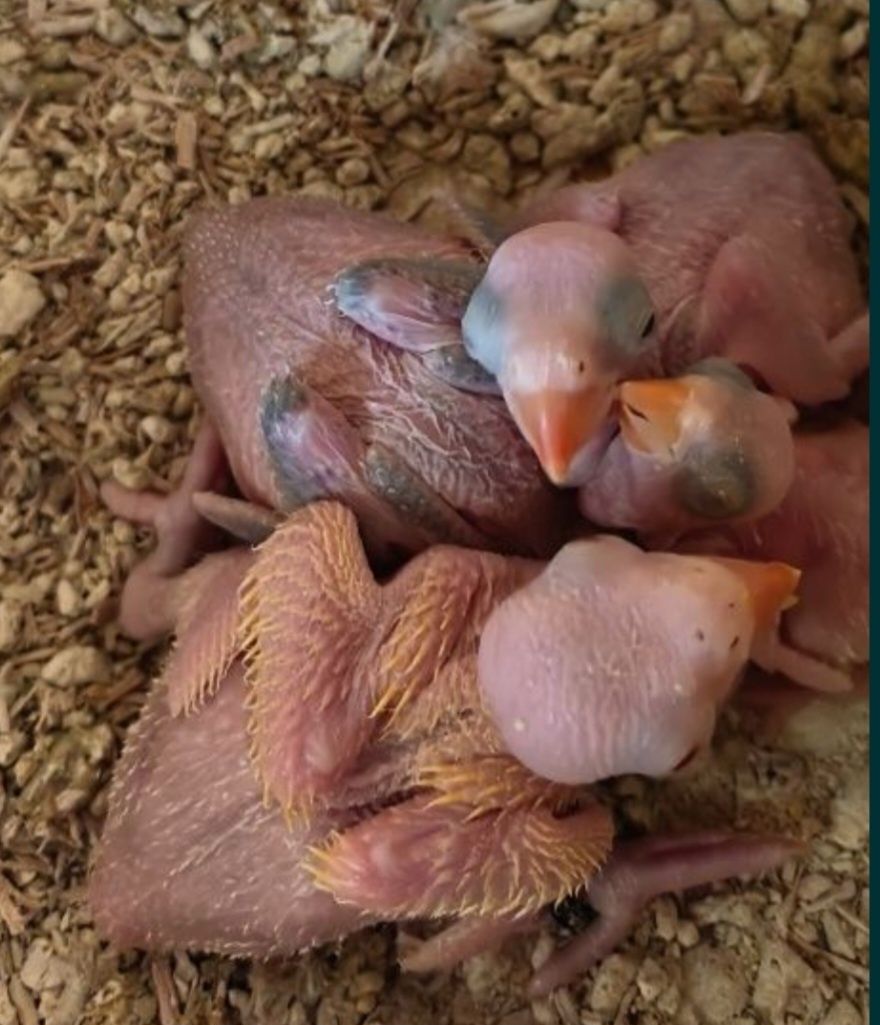 Ringnecks para criar a mão