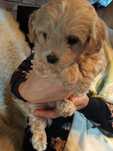 Maltipoo F1 Ada zarezerwowana