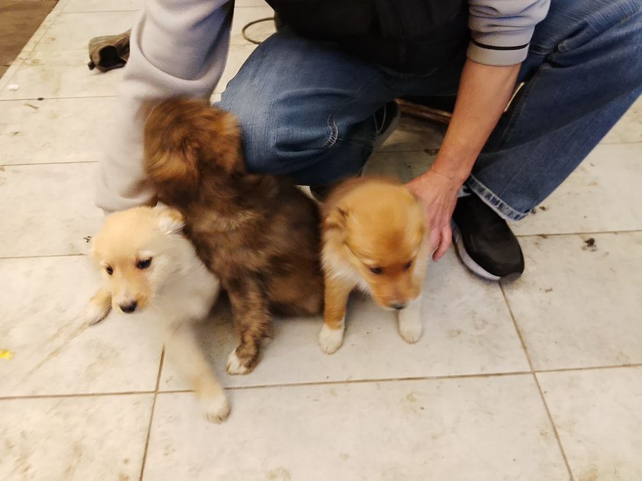 Oddam pieski w dobre rece