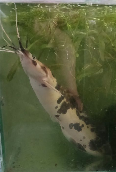 Długowąs żabi 25cm