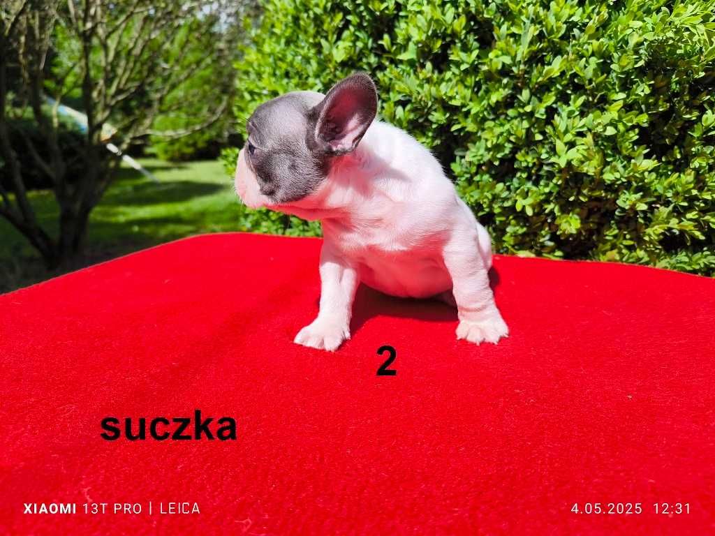 Piękna suczka  Jagoda  buldog francuski  biało-błękitna