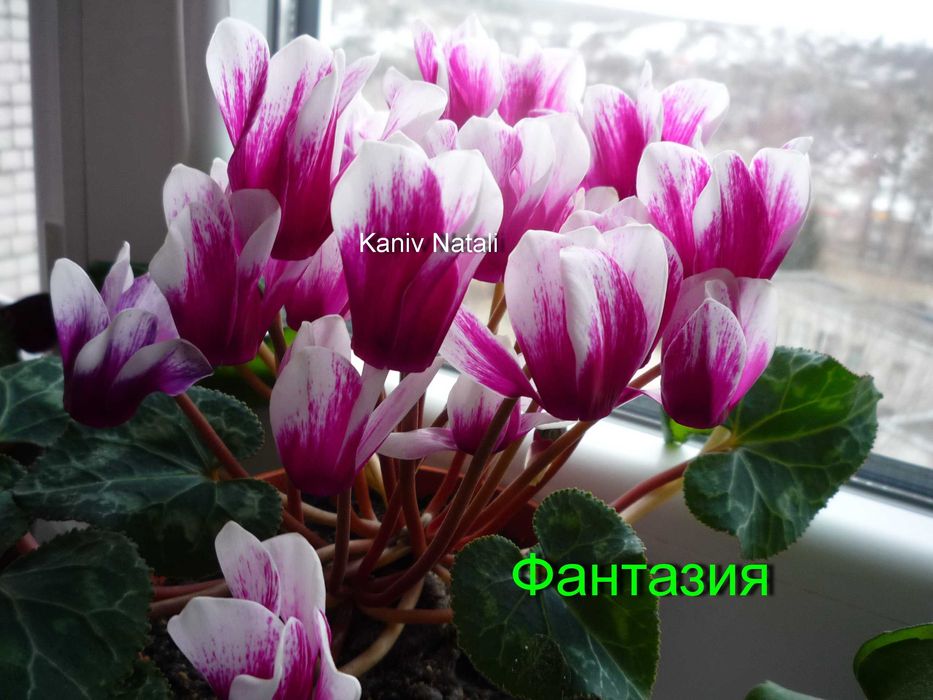 Семена цикламенов