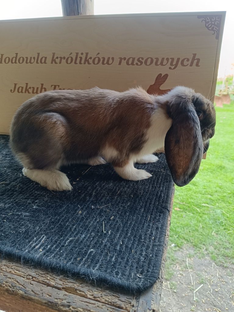 Barany francuskie
