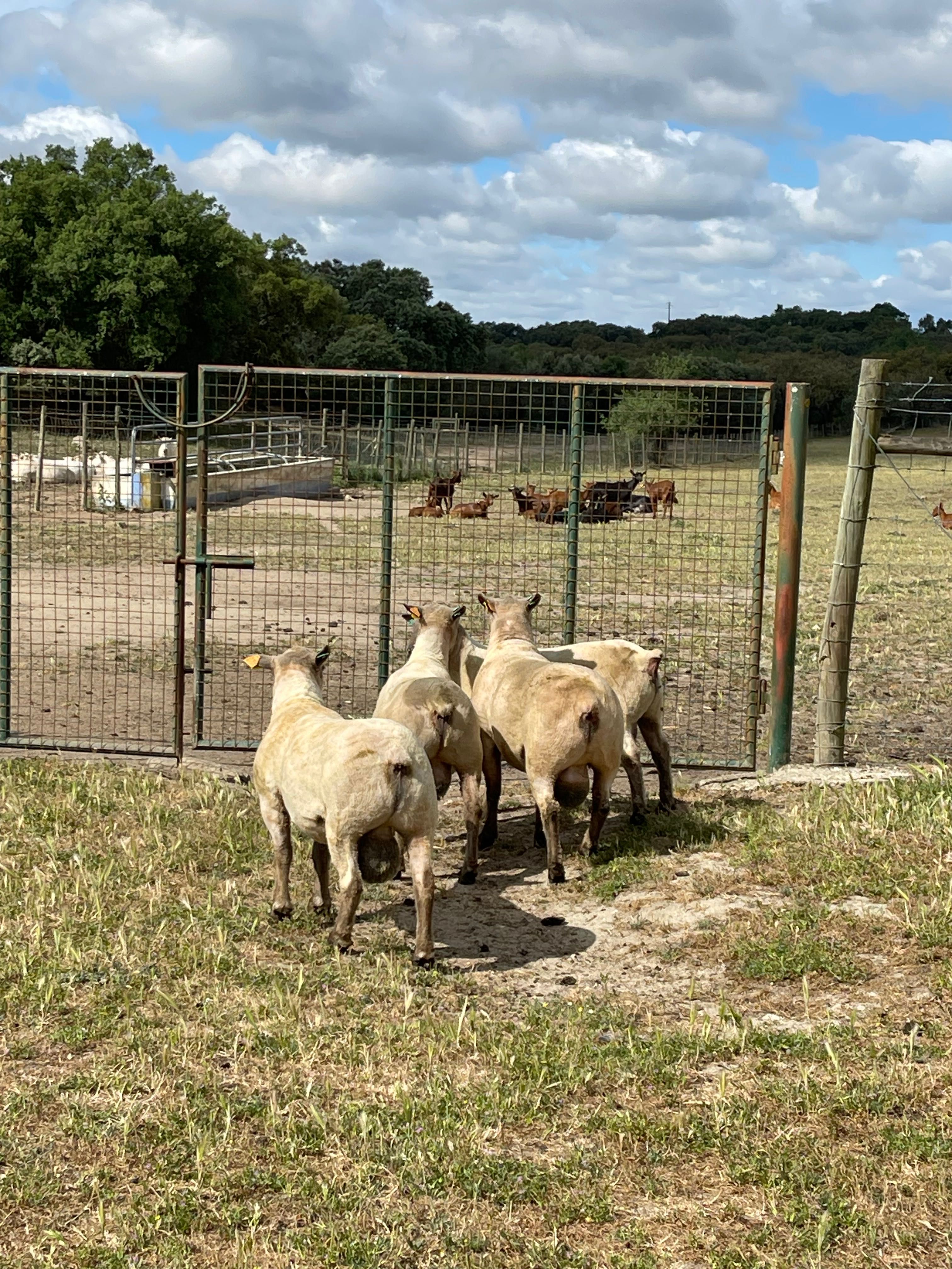 Vendo machos reprodutores da raça Mouton Vendéen com 12 meses.