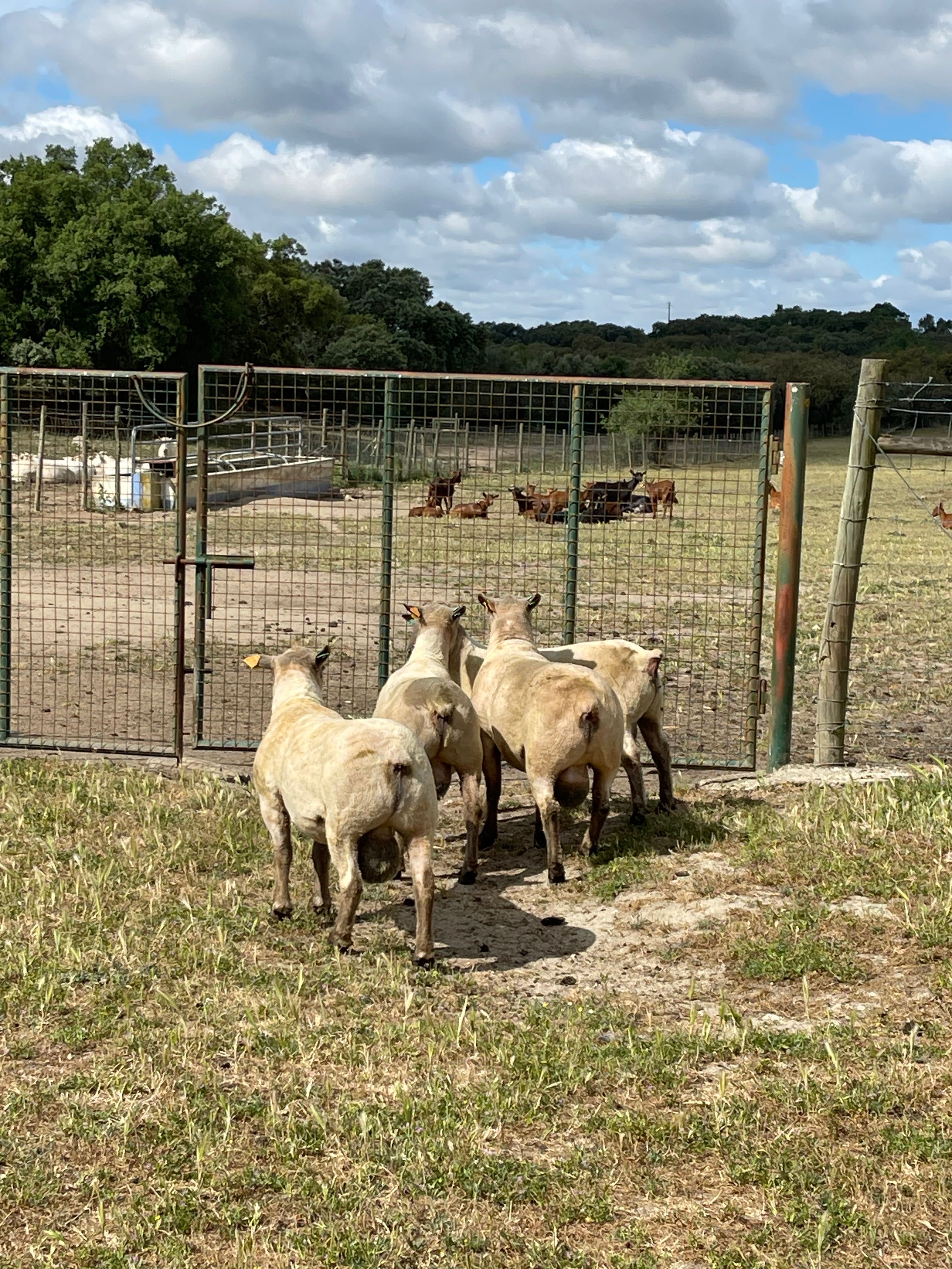 Vendo 3 machos reprodutores da raça Mouton Vendéen com 12 meses.