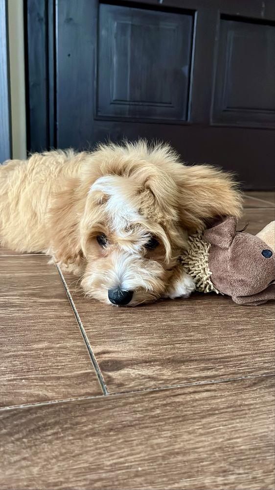 Maltipoo maltipu maltańczyk pudel toy red hybryda