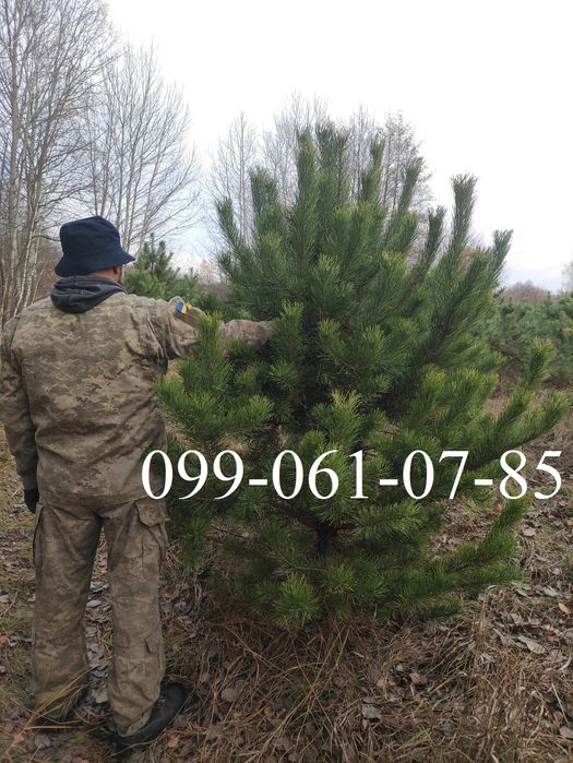 Новорічна ялинка опт Сосна