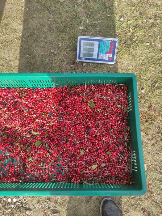 Продаємо чорницю і Кам'янку