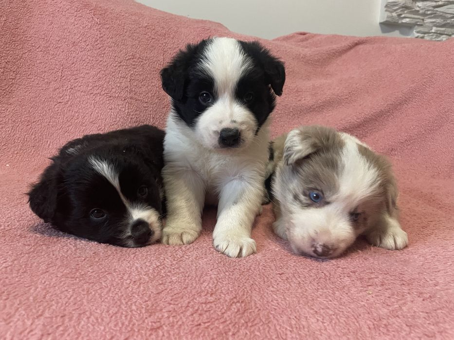 Border collie suczka