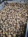 Ziemniak paszowy 20 groszy za kilogram