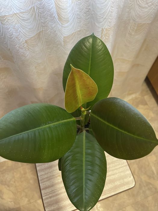 Фикус Робуста, традесканция Рео