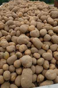 ziemniaki  od rolnika na obrnkiu