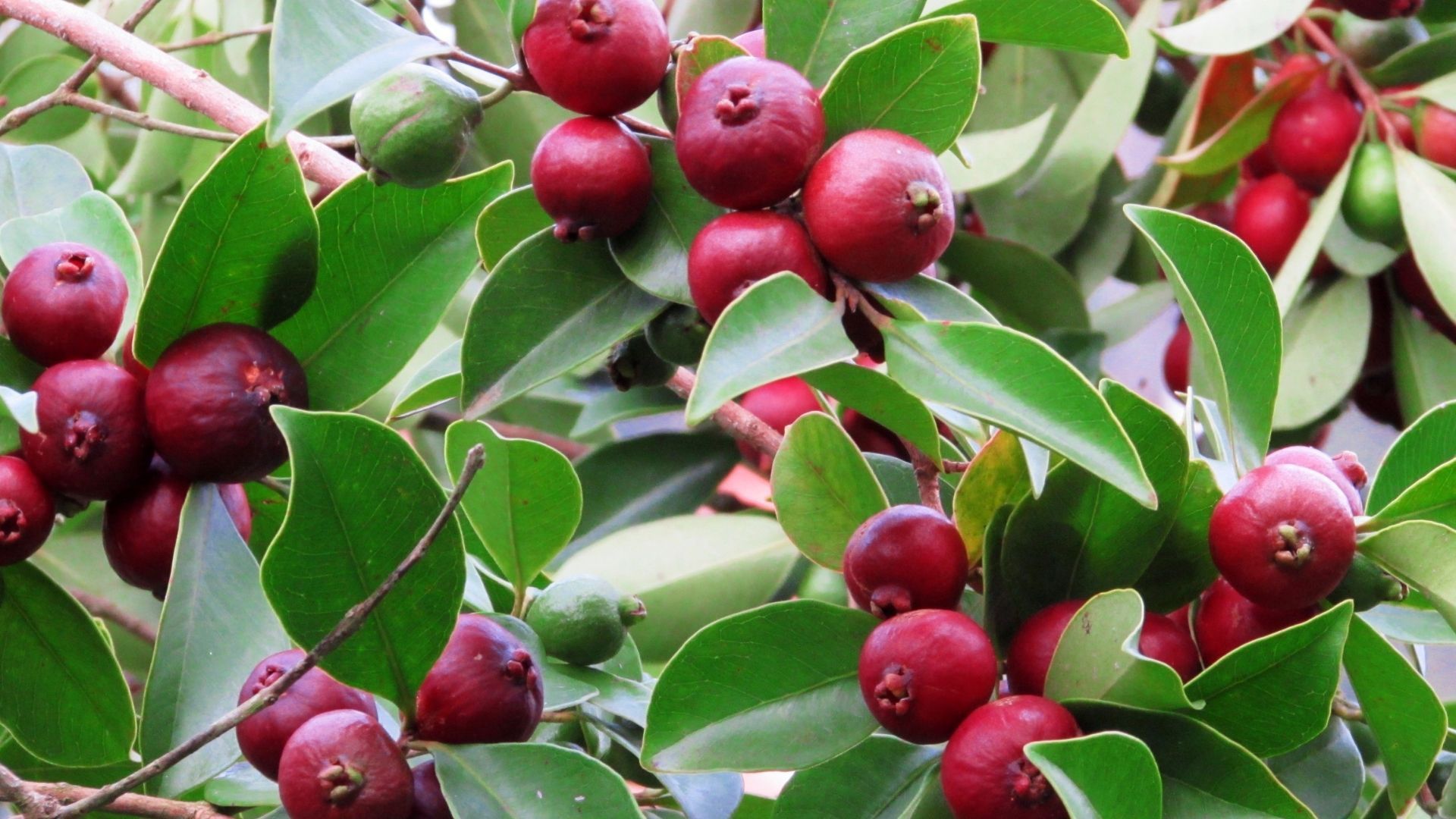 Pitangueira e araçá vermelho em vaso