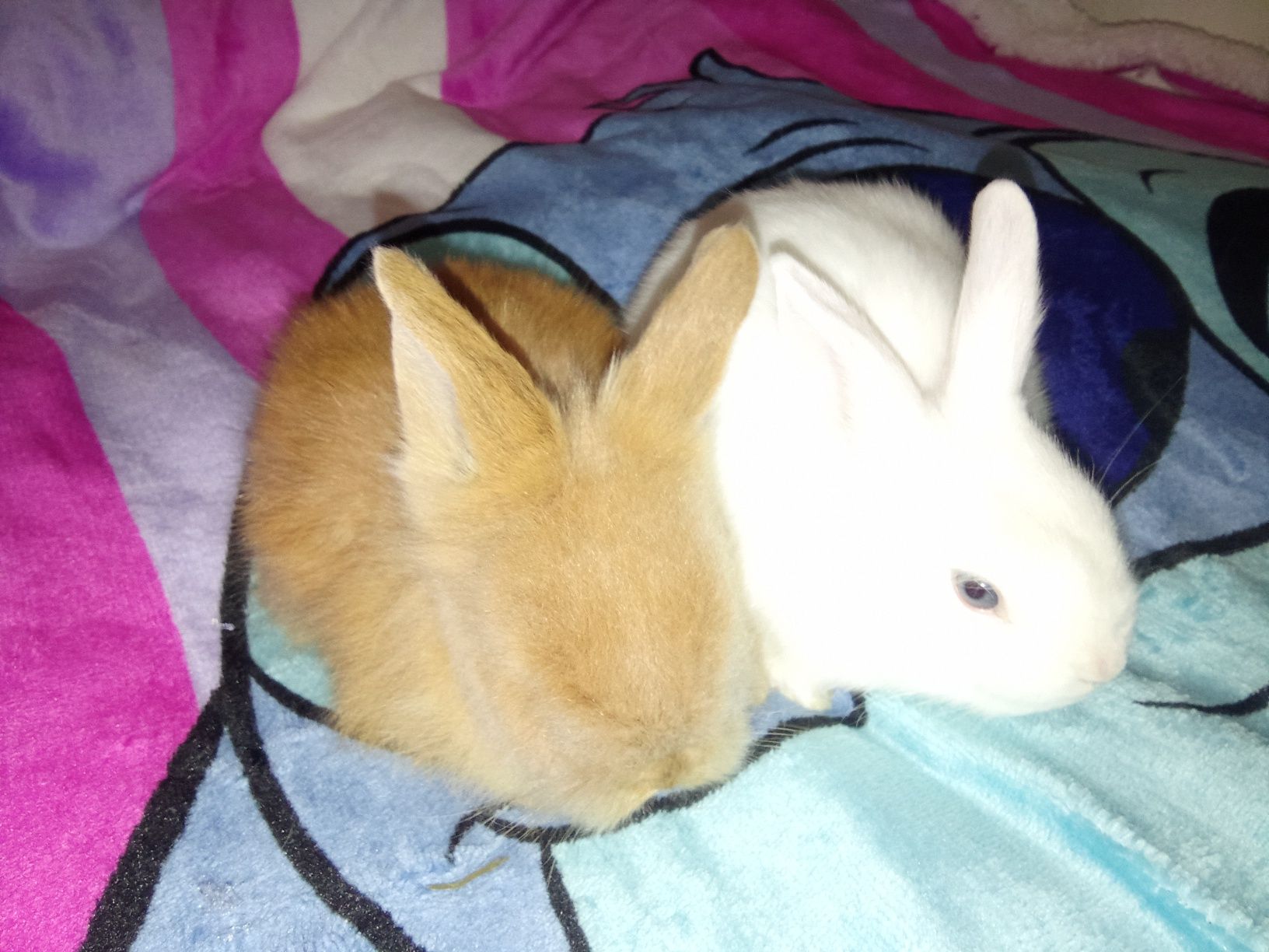 Coelhos anões bebés mini angorá