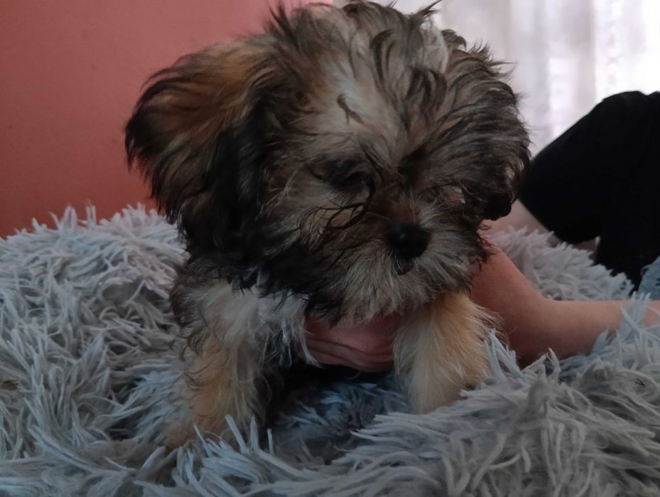 Piękny piesek Shorkie, hybryda Shih Tzu Jork