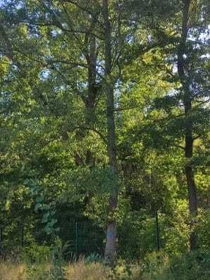Oddam drzewa w zamian za zabranie