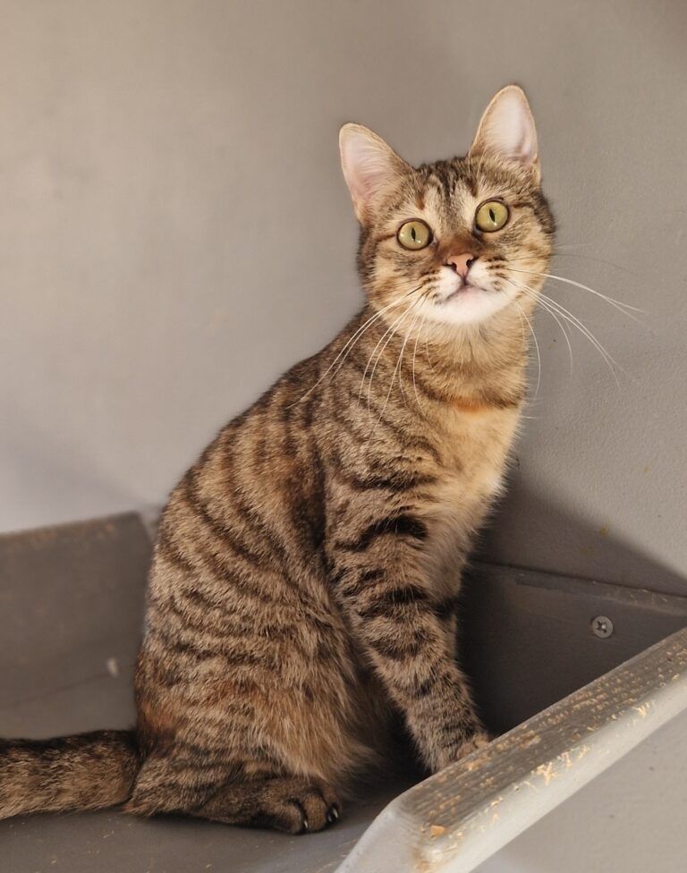 Eshka kochana kotka do adopcji!