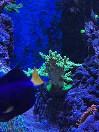 Acropora koralowiec morski
