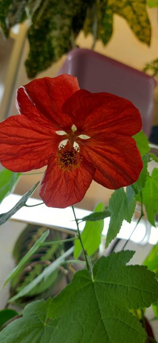 Продаются черенки абутилона