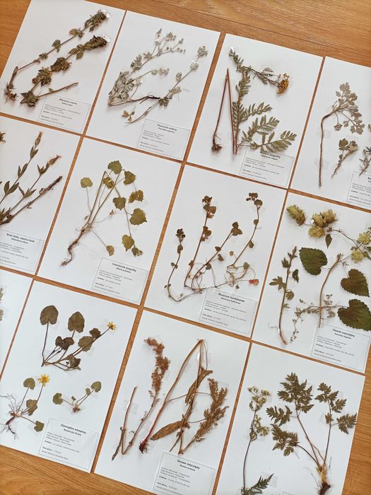 30 gat WYBÓR TEMATU I GATUNKÓW zielnik 2025 z opisami