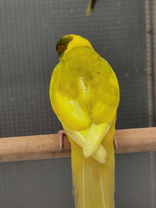 Kakarikis Verdes, Spangle