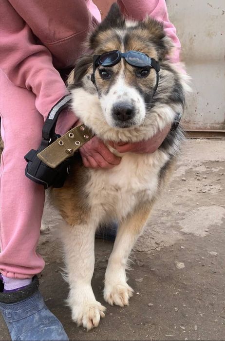 Отдам даром в добрые руки собачек