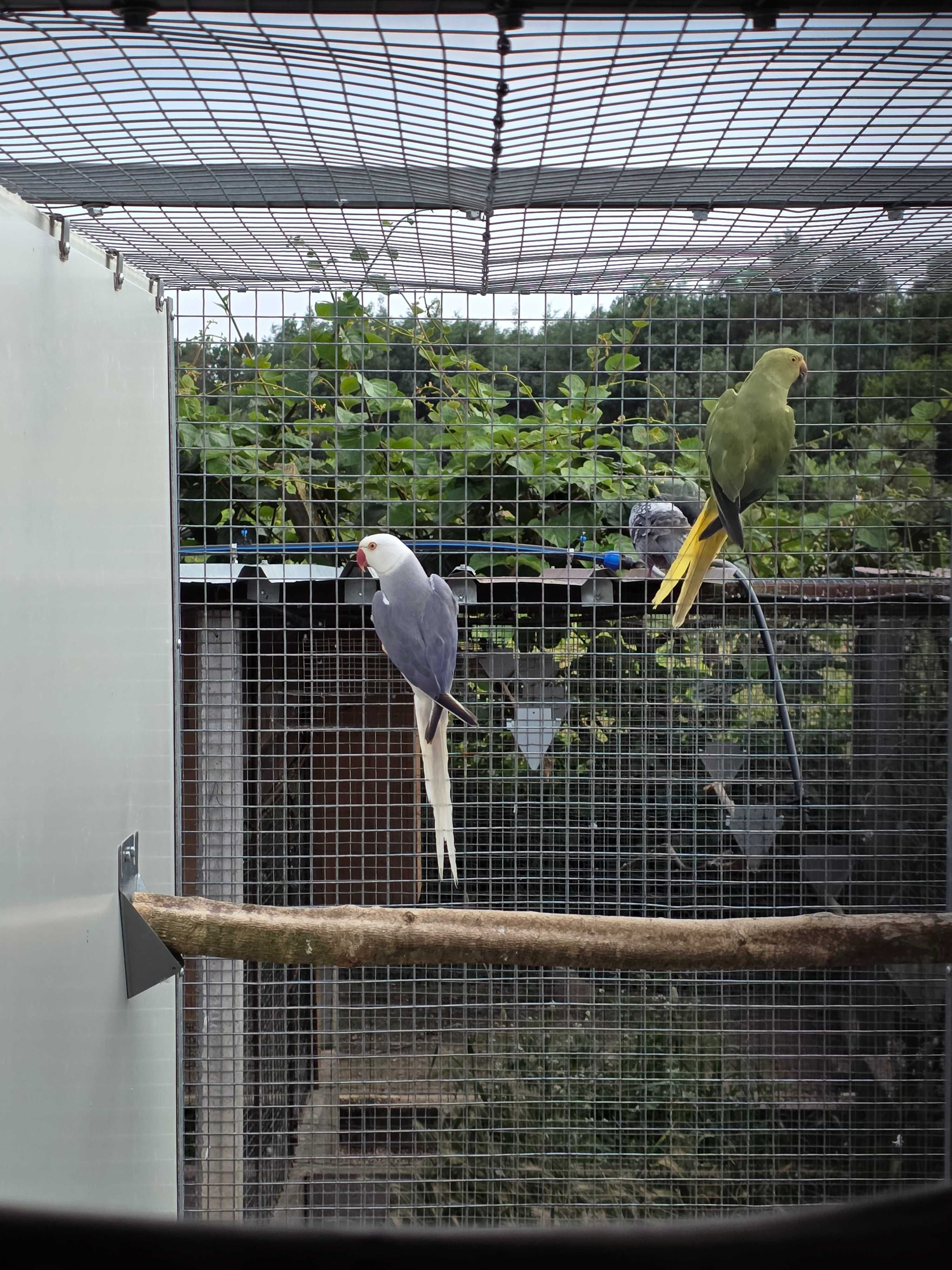 Cedo ring necks  (psittacula kremeri )