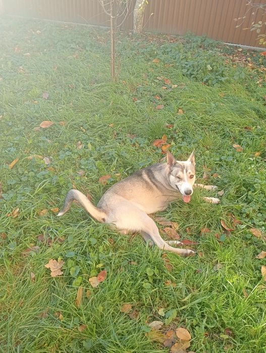 Загубився собака